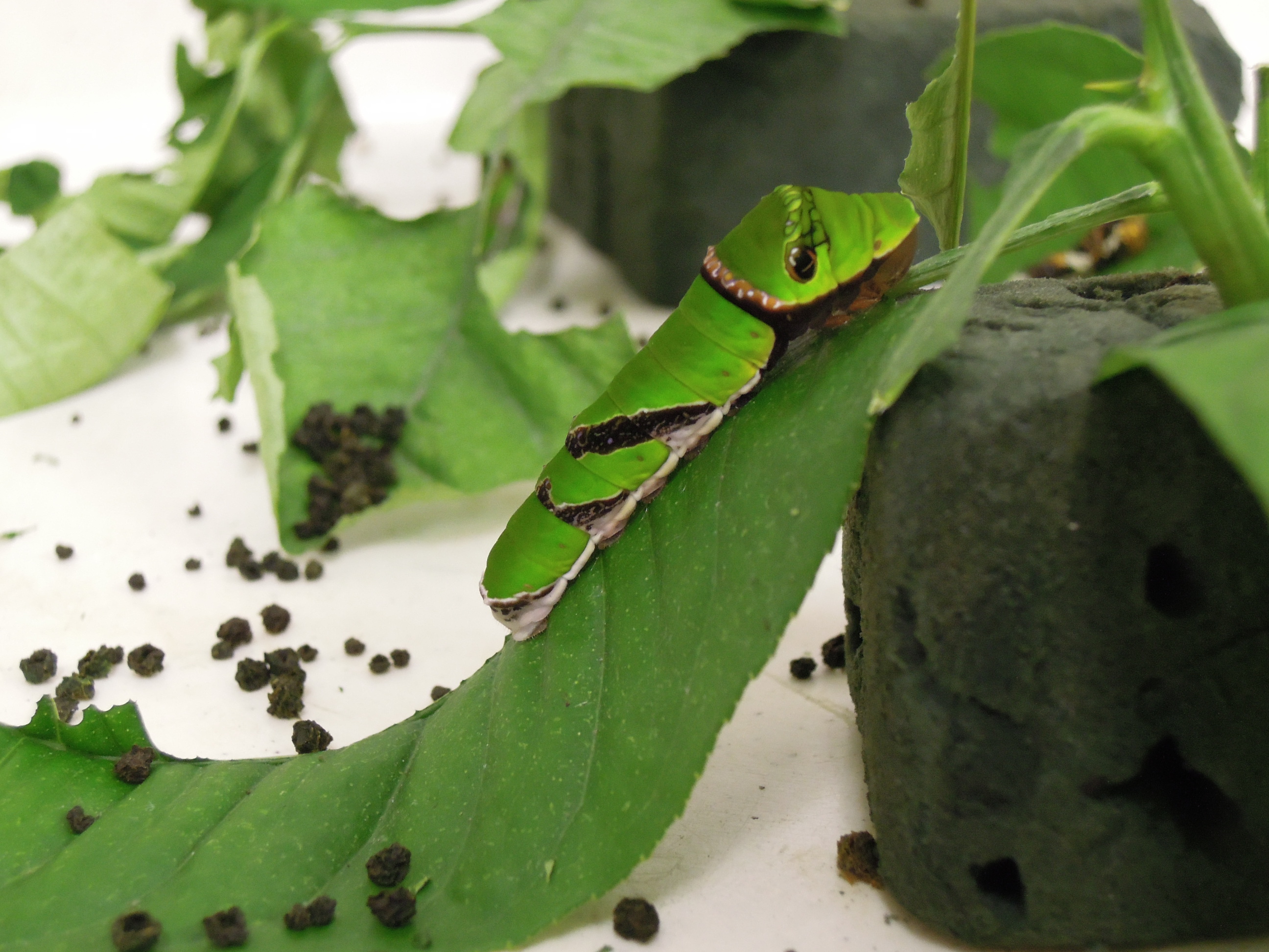 玉斑鳳蝶papilio Helenus